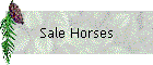 Sale Horses