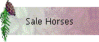 Sale Horses